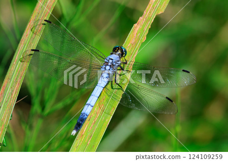 兩音熟悉的蜻蜓Shiokara蜻蜓 124109259