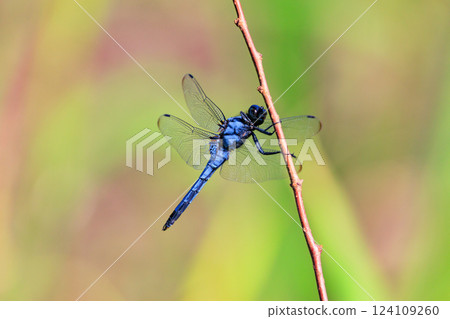 Two-tone familiar dragonfly Shiokara dragonfly 124109260