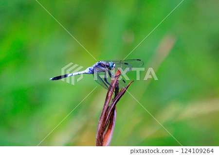 兩音熟悉的蜻蜓Shiokara蜻蜓 124109264