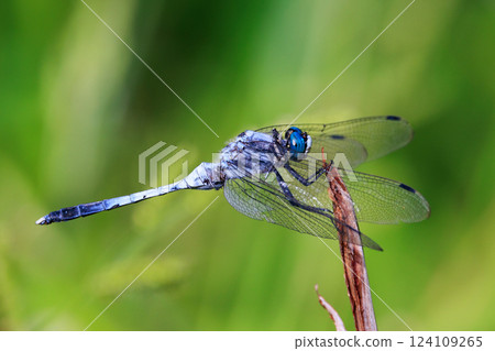 兩音熟悉的蜻蜓Shiokara蜻蜓 124109265