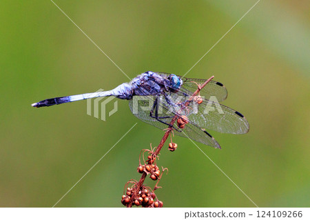 Two-tone familiar dragonfly Shiokara dragonfly Two-tone familiar dragonfly Shiokara dragonfly 124109266