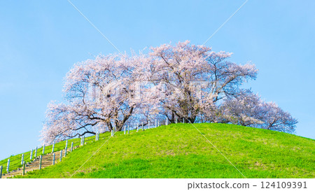 Cherry blossoms of the Marugameyama ancient burial mound (Sakitama Mound Tomb Park) 124109391