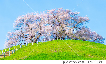 Marugameyama古墳（Sakitama Mound Tomb Park）的櫻花 124109393