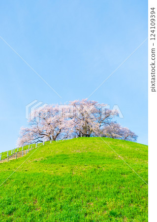 Cherry blossoms of the Marugameyama ancient burial mound (Sakitama Mound Tomb Park) 124109394