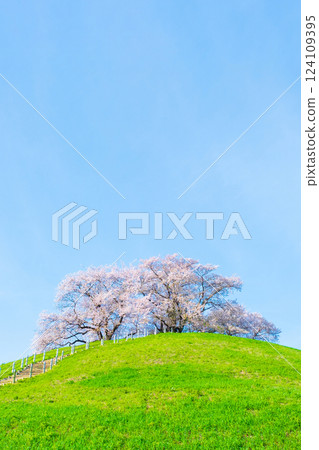 Marugameyama古墳（Sakitama Mound Tomb Park）的櫻花 124109395