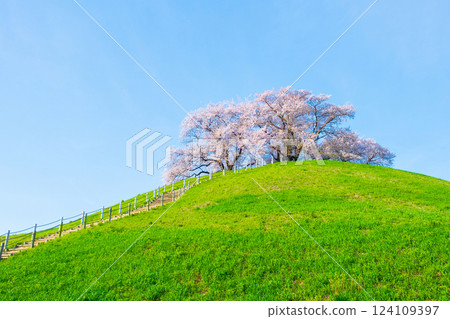 Marugameyama古墳（Sakitama Mound Tomb Park）的櫻花 124109397