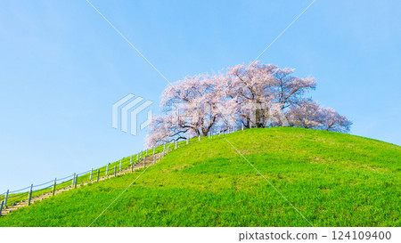 Cherry blossoms of the Marugameyama ancient burial mound (Sakitama Mound Tomb Park) 124109400