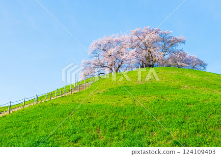 Cherry blossoms of the Marugameyama ancient burial mound (Sakitama Mound Tomb Park) 124109403