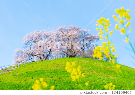 Marugameyama古墳（Sakitama Mound Tomb Park）的櫻花 124109405