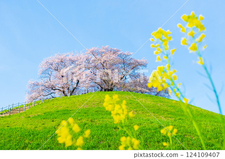 Marugameyama古墳（Sakitama Mound Tomb Park）的櫻花 124109407