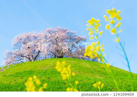 Cherry blossoms of the Marugameyama ancient burial mound (Sakitama Mound Tomb Park) 124109409