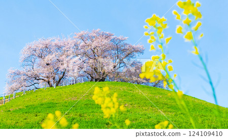Marugameyama古墳（Sakitama Mound Tomb Park）的櫻花 124109410