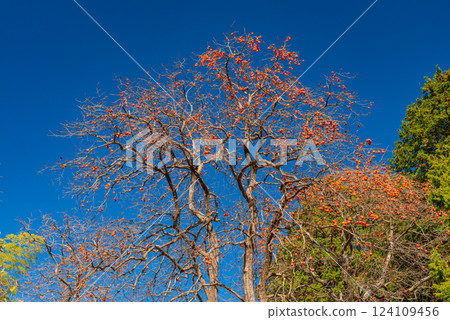 花園裡剩下的柿子，藍天背景 124109456