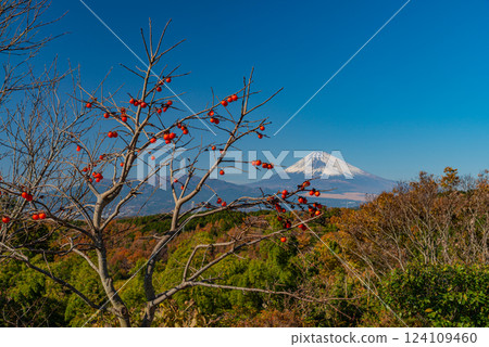 殘存的柿子和白雪皚皚的富士山 殘存的柿子和白雪皚皚的富士山 124109460