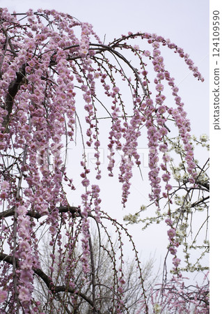 Weeping plum tree copy space 124109590