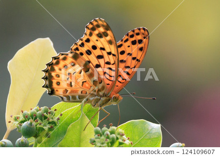 A butterfly that mimics the poisonous butterfly, Plain Tiger, Indian Fritillary A butterfly that mimics the poisonous butterfly, Plain Tiger, Indian Fritillary 124109607