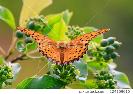 A butterfly that mimics the poisonous butterfly, Plain Tiger, Indian Fritillary A butterfly that mimics the poisonous butterfly, Plain Tiger, Indian Fritillary 124109610