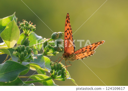 一隻模仿毒蝴蝶的蝴蝶,平原虎,印度貝母 一隻模仿毒蝴蝶的蝴蝶,平原虎,印度貝母 124109617