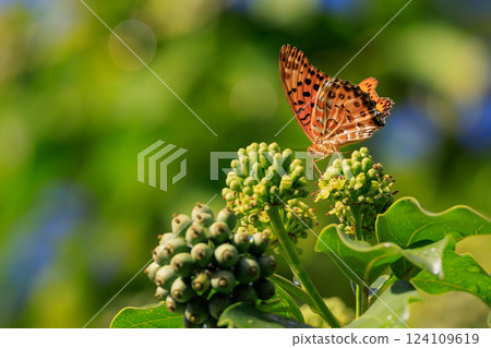 A butterfly that mimics the poisonous butterfly, Plain Tiger, Indian Fritillary A butterfly that mimics the poisonous butterfly, Plain Tiger, Indian Fritillary 124109619