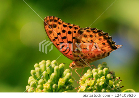 A butterfly that mimics the poisonous butterfly, Plain Tiger, Indian Fritillary 124109620