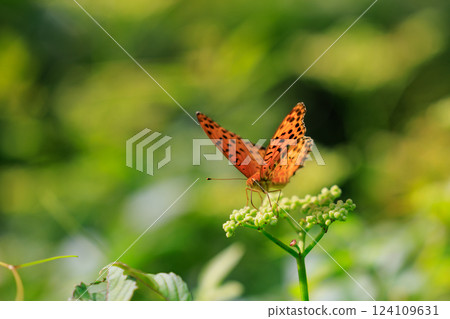 A butterfly that mimics the poisonous butterfly, Plain Tiger, Indian Fritillary A butterfly that mimics the poisonous butterfly, Plain Tiger, Indian Fritillary 124109631
