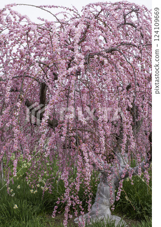 Weeping plum tree copy space Weeping plum tree copy space 124109669