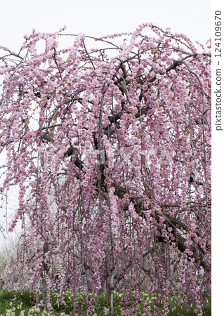 Weeping plum tree copy space 124109670