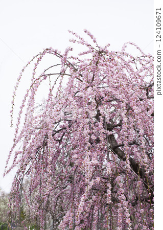 垂枝梅樹複製空間 124109671