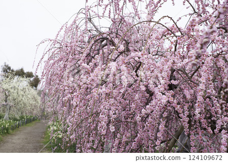 Weeping plum tree copy space 124109672