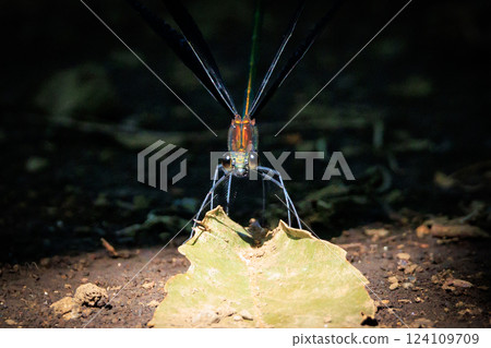 Hagro dragonfly named because it is black all over and its wings resemble black teeth 124109709