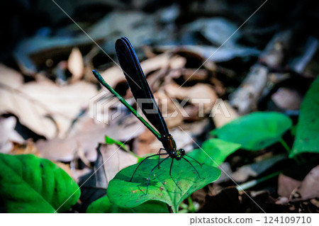 Hagro dragonfly named because it is black all over and its wings resemble black teeth 124109710