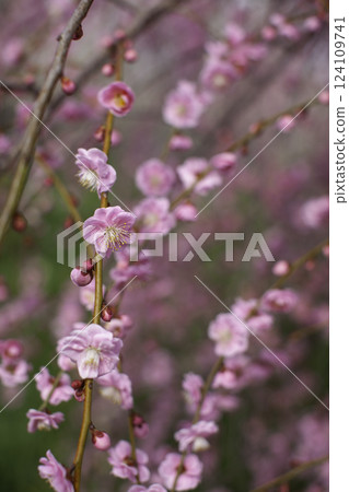 垂枝梅樹，垂直位置 124109741