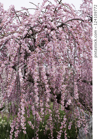 Weeping plum tree, vertical position 124109772