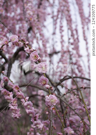 Weeping plum tree, vertical position 124109775