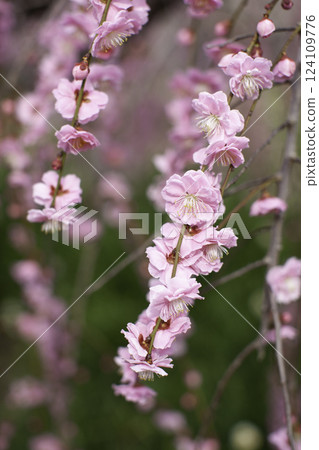 Weeping plum tree, vertical position Weeping plum tree, vertical position 124109776