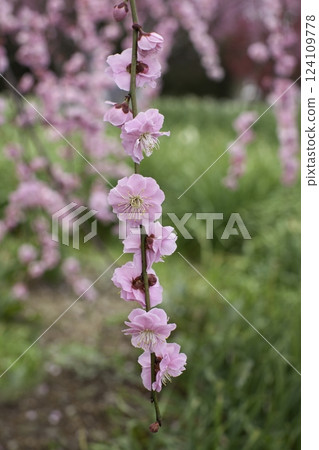 Weeping plum tree, vertical position Weeping plum tree, vertical position 124109778