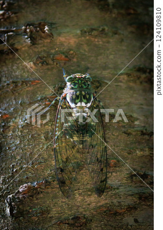 Hyalessa maculaticus 讓人想起夏天的陽光和炎熱 Hyalessa maculaticus 讓人想起夏天的陽光和炎熱 124109810