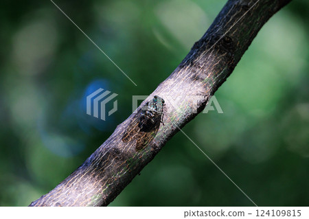 Hyalessa maculaticus 讓人想起夏天的陽光和炎熱 Hyalessa maculaticus 讓人想起夏天的陽光和炎熱 124109815