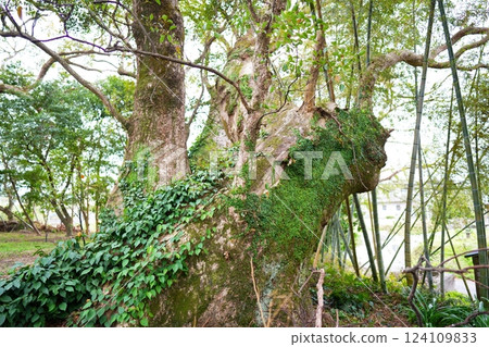 Senbonkusu in Kagoshima Prefecture 124109833