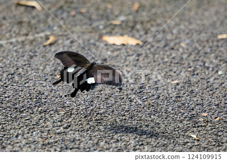 One of Japan's largest swallowtail butterflies, characterized by a white crest on its black wings. 124109915