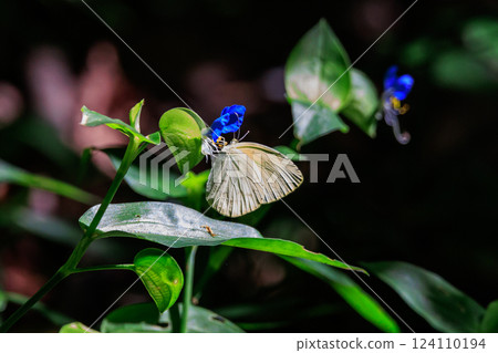 The Colias has a similar appearance and coloring to the Eurema montanus, but has a large pattern on the underside of its hind wings. 124110194