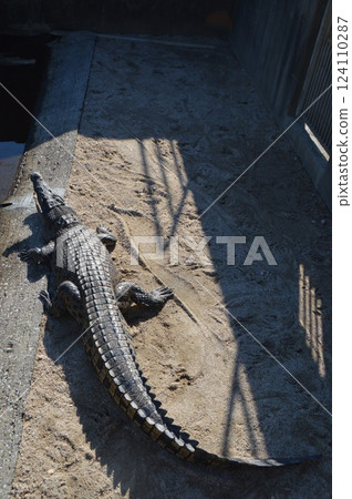 Crocodile (Beppu Onsen, Oniyama Jigoku/Beppu City, Oita Prefecture) Crocodile (Beppu Onsen, Oniyama Jigoku/Beppu City, Oita Prefecture) 124110287