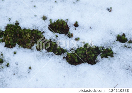 Moss in the snow (Kenrokuen Garden/Kenrokucho, Kanazawa City, Ishikawa Prefecture) 124110288