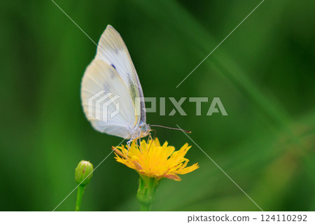 A white fairy fluttering and fluttering, a cabbage white butterfly A white fairy fluttering and fluttering, a cabbage white butterfly 124110292