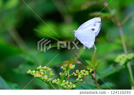 A white fairy fluttering and fluttering, a cabbage white butterfly A white fairy fluttering and fluttering, a cabbage white butterfly 124110293