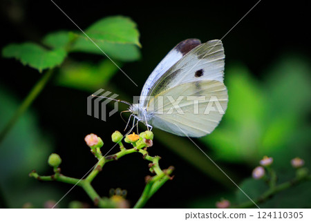 一隻白色的仙女飄飄著，一隻白菜蝴蝶 124110305