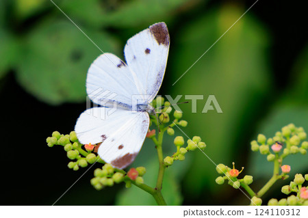 一隻白色的仙女飄飄著，一隻白菜蝴蝶 124110312