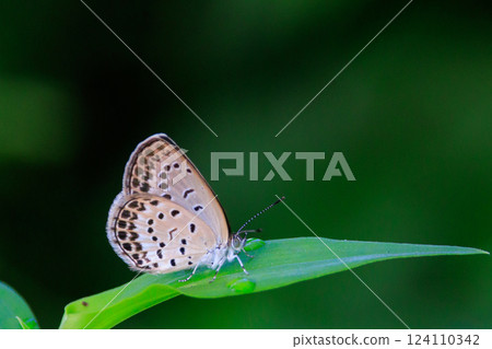 Small and beautiful, but highly reproductive butterfly Yamato Corbicula Small and beautiful, but highly reproductive butterfly Yamato Corbicula 124110342