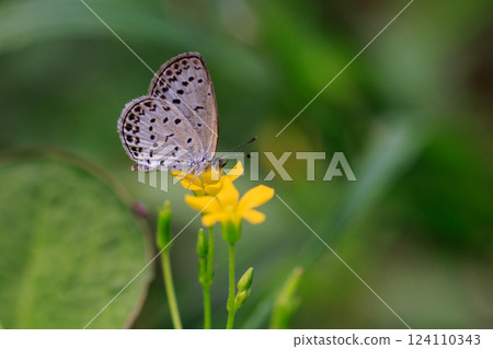 Small and beautiful, but highly reproductive butterfly Yamato Corbicula Small and beautiful, but highly reproductive butterfly Yamato Corbicula 124110343