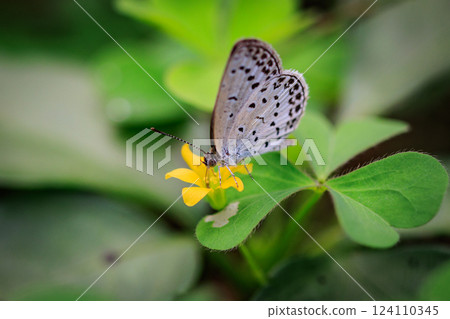 Small and beautiful, but highly reproductive butterfly Yamato Corbicula Small and beautiful, but highly reproductive butterfly Yamato Corbicula 124110345